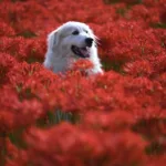 animal, flowers, dog-6637774.jpg